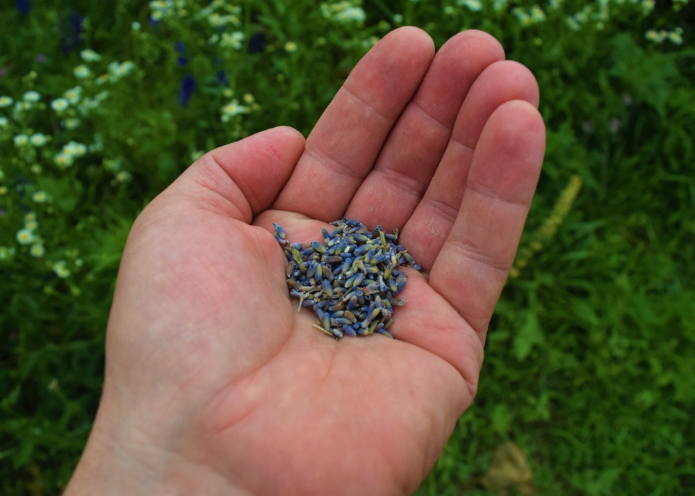 A view of a person holding a handful of lavender seeds