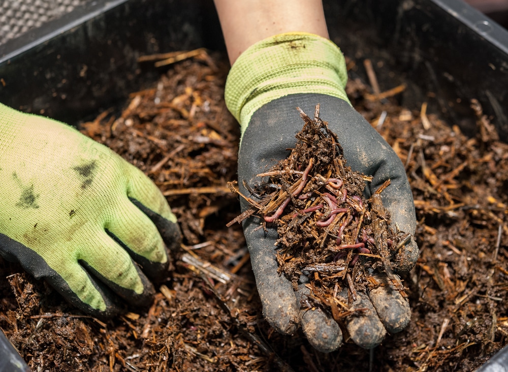 A view of a person holding earthworms in hand