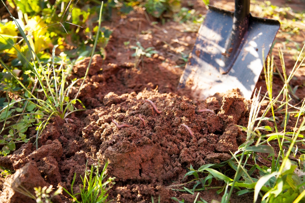 A view of a shovel exacavating soil with worms