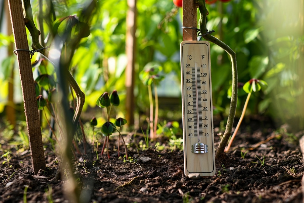 A view of a temperature meter inside the soil