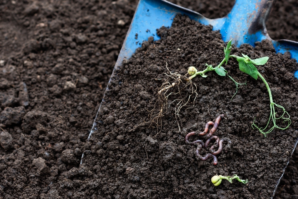 A view of earthworms inside soil with a scalpel and sprouts