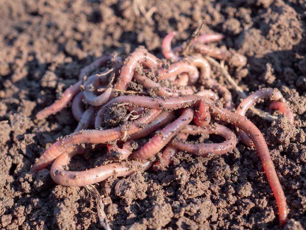 A view of worms inside the soil