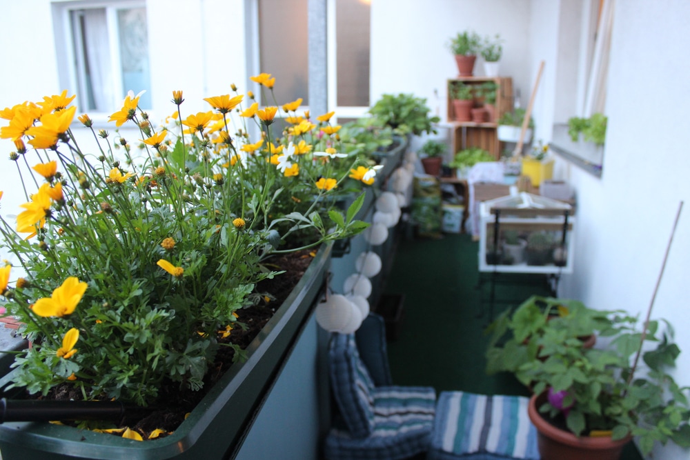 A view of plants in an indoor apartment