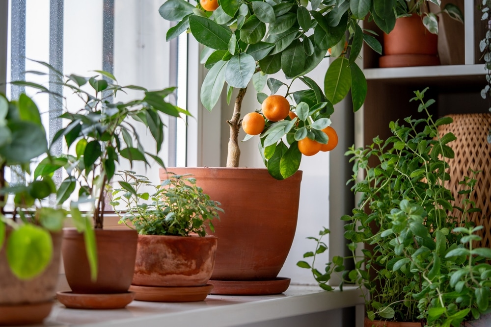 A view of a tangerine plant inside a house