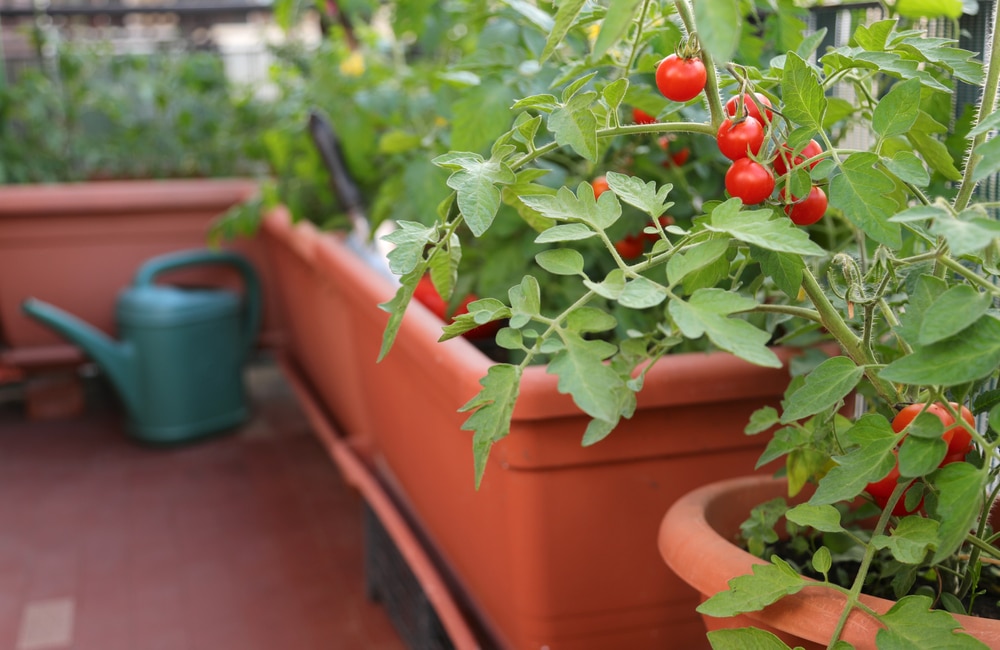 A view of a tomato plant inside an apartment