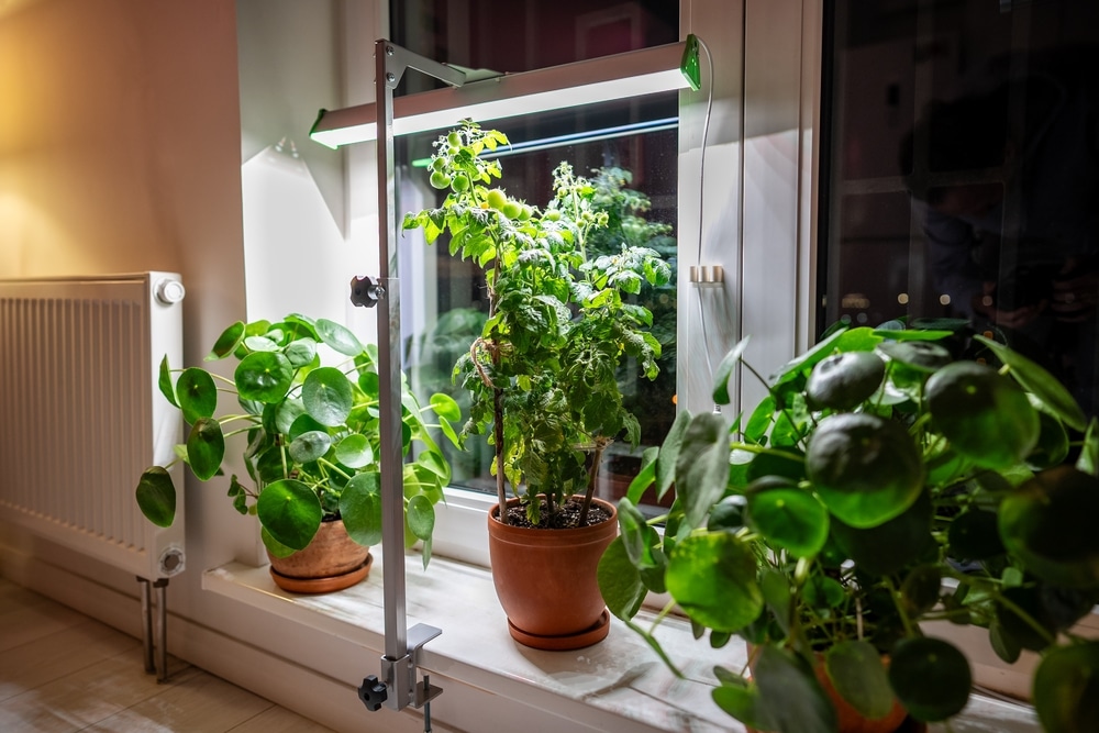 A view of artificial lights hung over a tomato plant