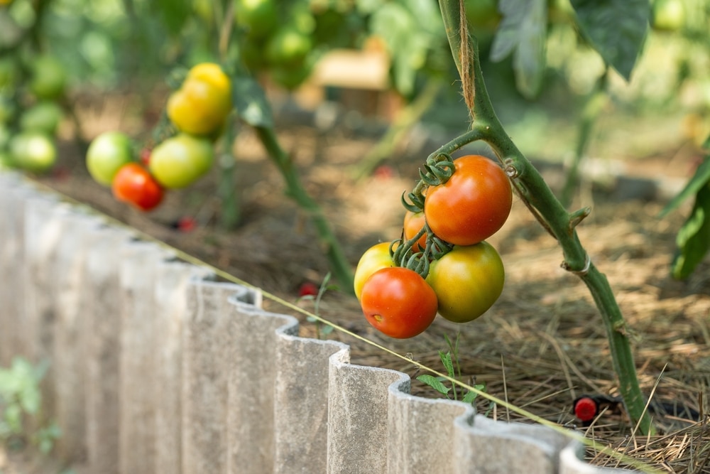 A view of green unripe tomato plant grown inside