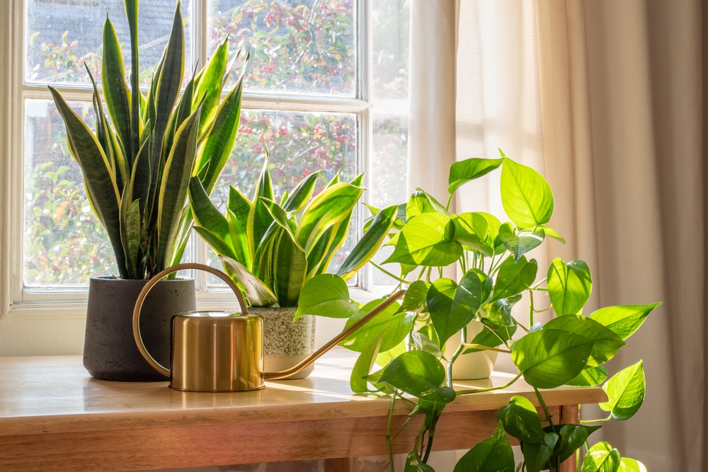 A Sansevieria Trifasciata Snake Plant In The Window Of A