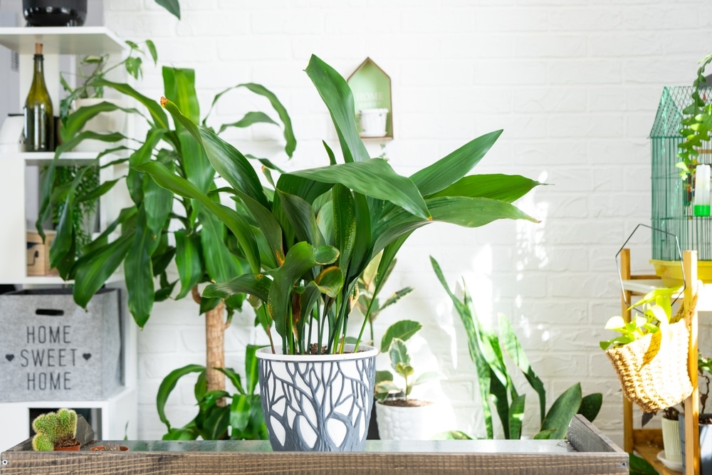 Aspidistra On The Table For Transplanting And Caring For Domestic