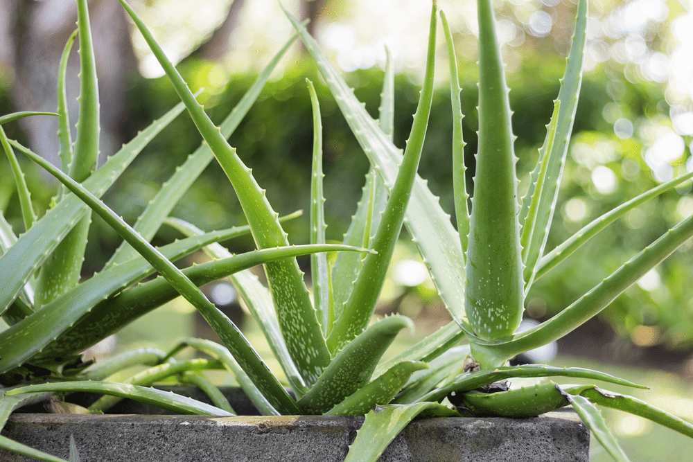 Close up Aloe Vera Plant outdoor pots