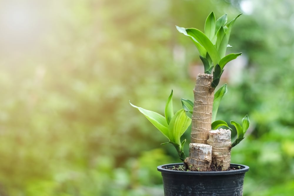 Dracaena Fragrans Massangeana Or Dracaena Corn Plant Young Ornamental Plant