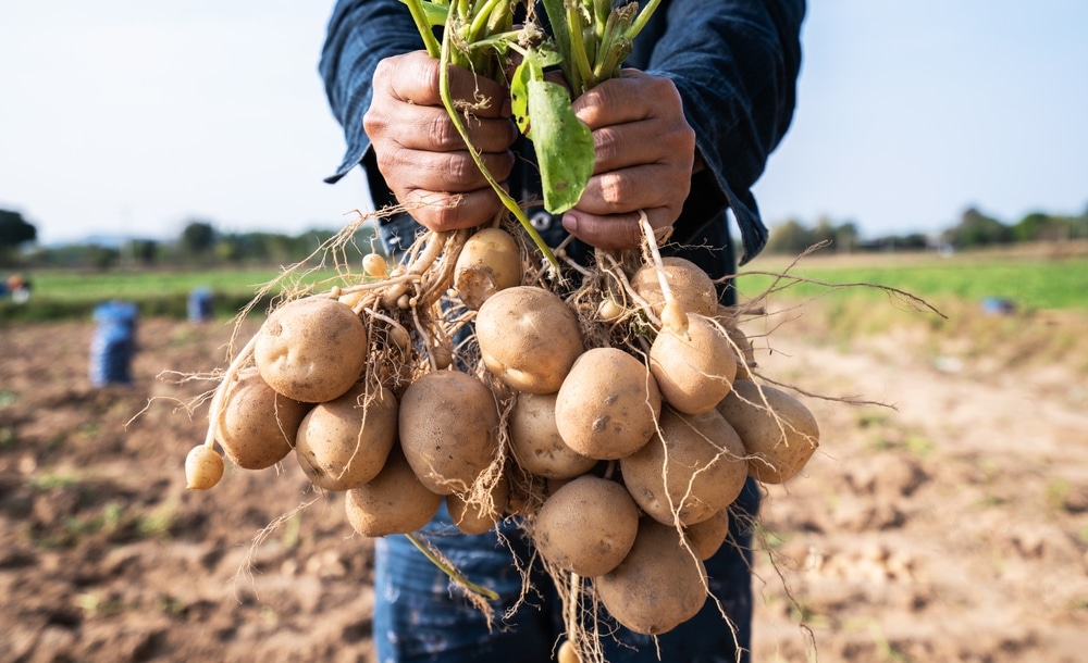 Farmer Holding In Hands The Harvest Of Potatoes In The