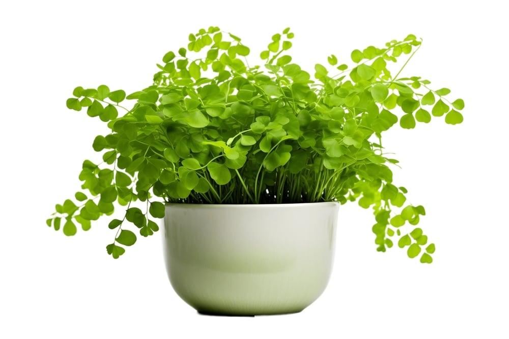 Maidenhair Fern Plant In A Pot Isolated On White Background