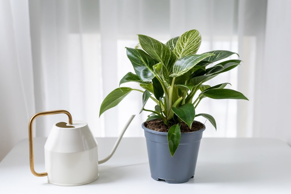 New Houseplant Philodendron Birkin In Shipping Pot And Watering Can