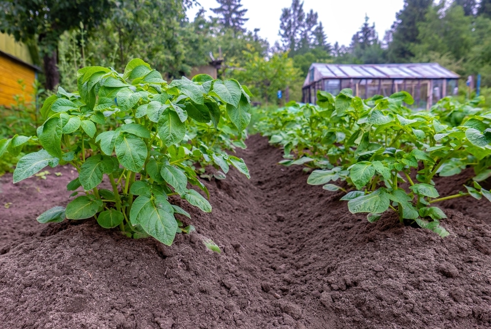 Potatoes Rows Of Young Plant Sprouts In A Dipped Bed