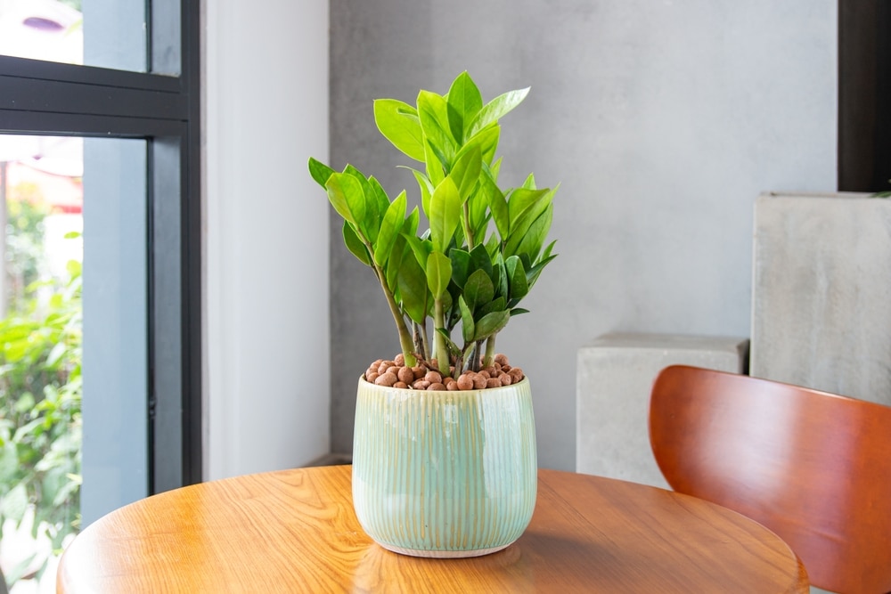 Zamioculcas Zamiifolia (zz Plants) Grown In Unique Enamel Pots Multi colored