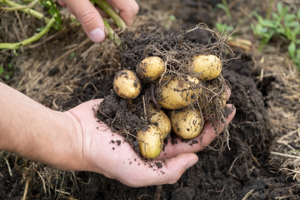 Fresh Baby Potato Crop With Earthworm Just Dug Out Of